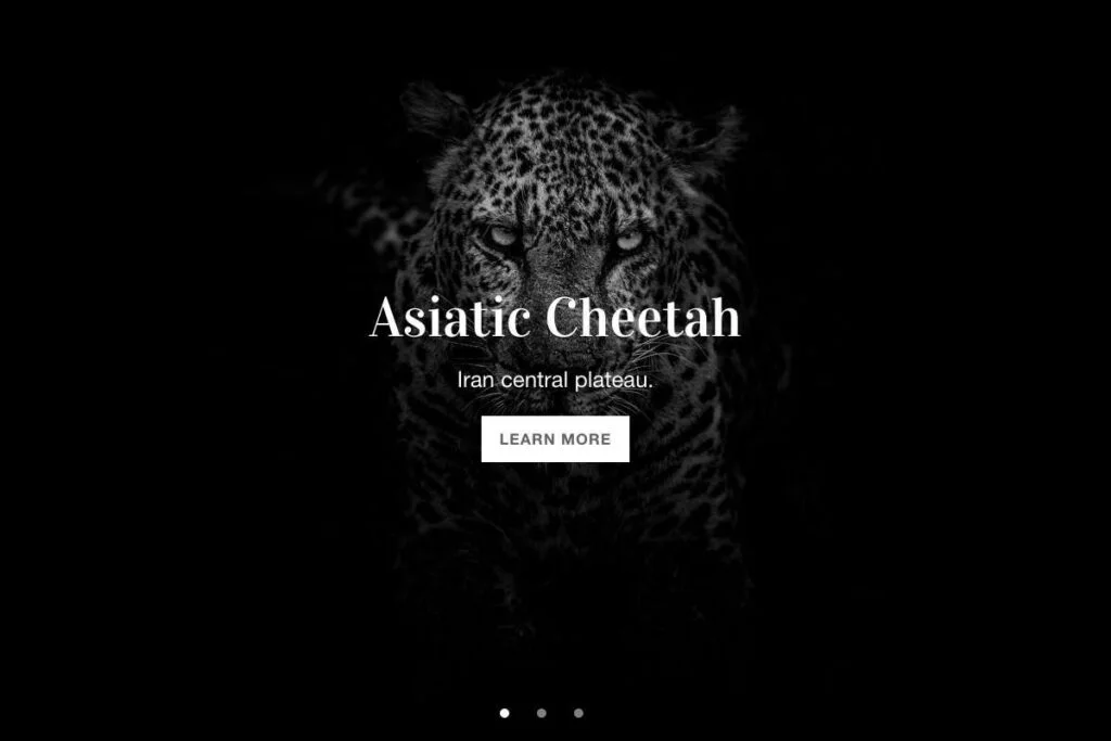 Thème wordpress guépard asiatique.